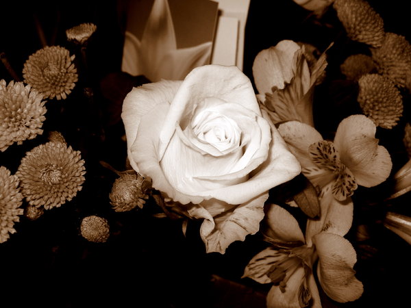 Sepia roses