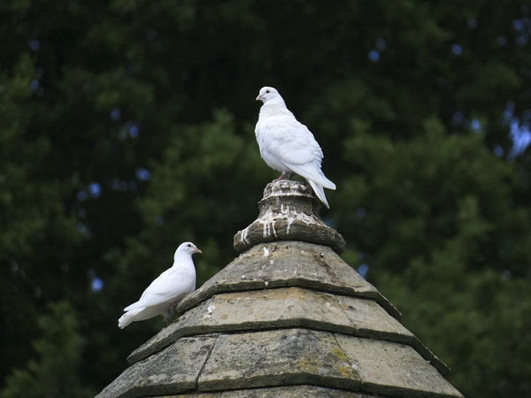 White pigeons