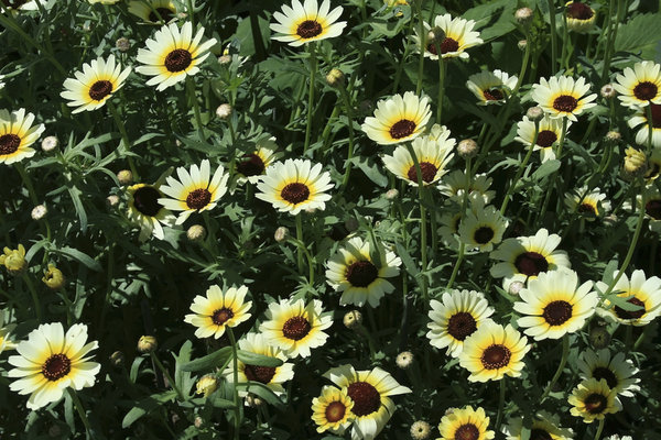 Dark-eyed flowers