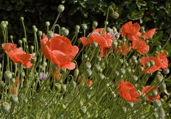 Poppies