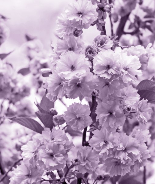 Cherry Blossom Duotone