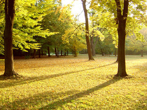 autumn park: only a park