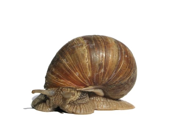 snail senior