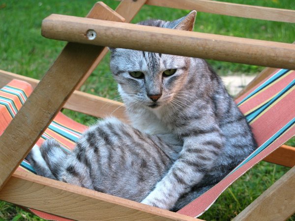 cat in deckchair