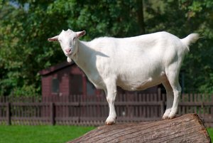 White goat: white goat in petting farm
