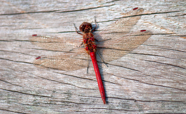 Red dragonfly: Red dragonfly resting on wooden background