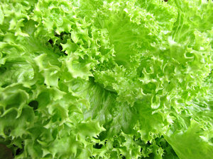 lettuce varieties: varieties of salad lettuce leaves
