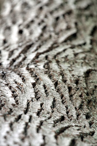 Blurred bark texture