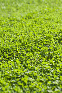 Clover and grass