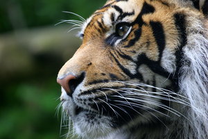 Sumatran Tiger: Portrait of Sumatran Tiger in Edinburgh Zoo