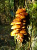 Velvet Stalk mushrooms