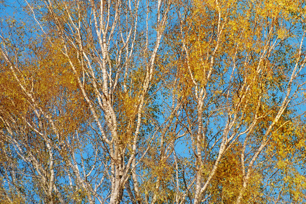 Birch trees autumn