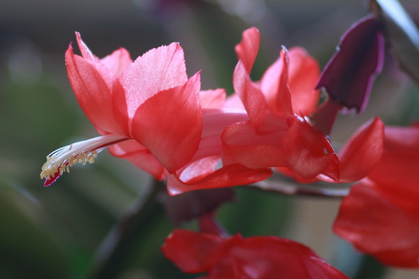 How To Teach Types Of Succulent Plants