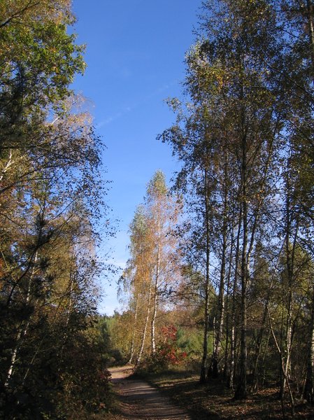 Autumn forest 3