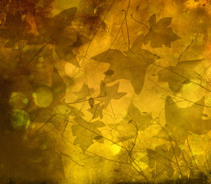 autumm leaves background: autumm leaves background