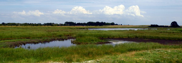 Marsh area