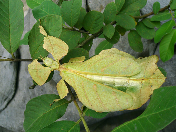 Moving Leaf