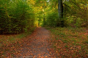 Trajeto de floresta do outono - HDR: 