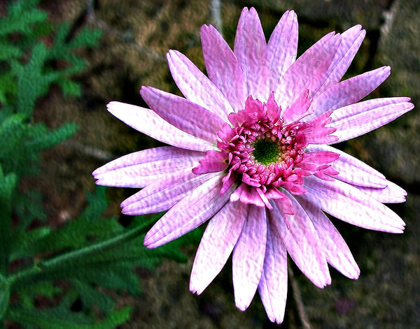 pink paper flower