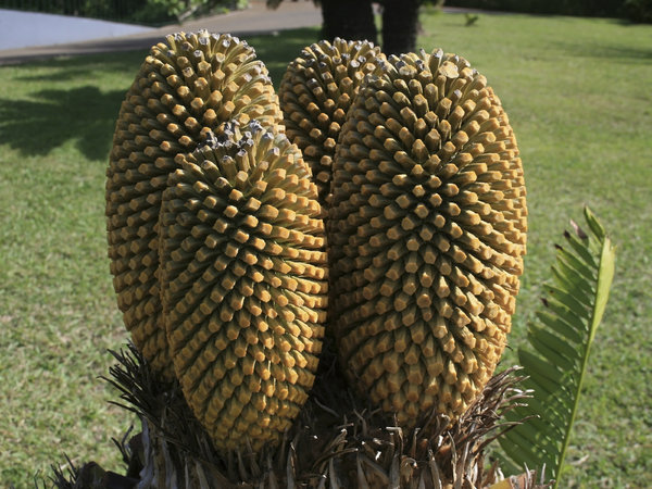 Cycad cones