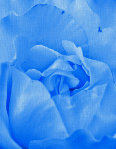 blauwe roos canvas