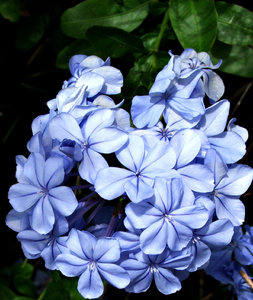 a patch of blue: cape plumbago fast growing hardy shrub with sky blue flowers