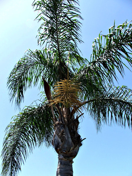 seedy palms