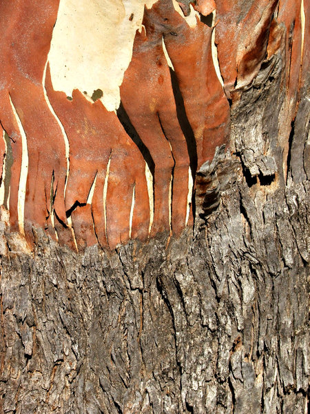 bark shedding eucalypt