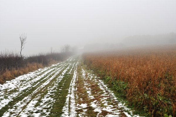 Fog over the farmers field