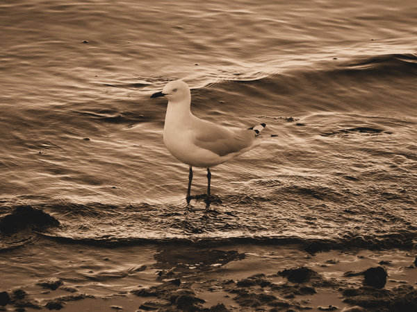 sepia seagull