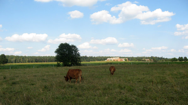 Polish countryside 1