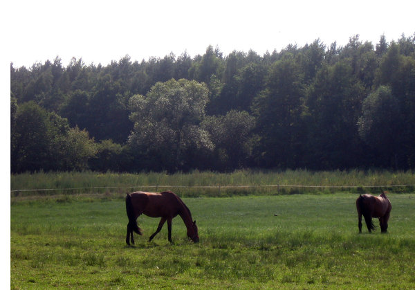 Polish countryside 3