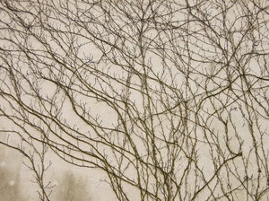 winter ivy texture: 