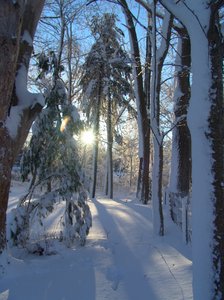 Snowy Sunburst Dawn: Sunburst of dawn breaking through snow covered pine and oak trees after blizzard the day before, peaceful beauty.