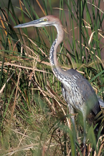 Goliath Heron