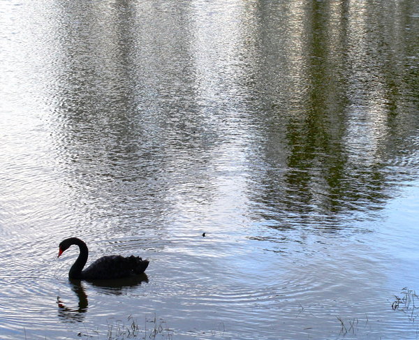 Water with Black Swan