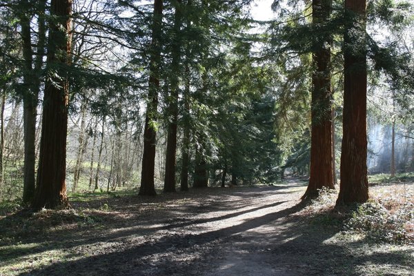 Redwood path