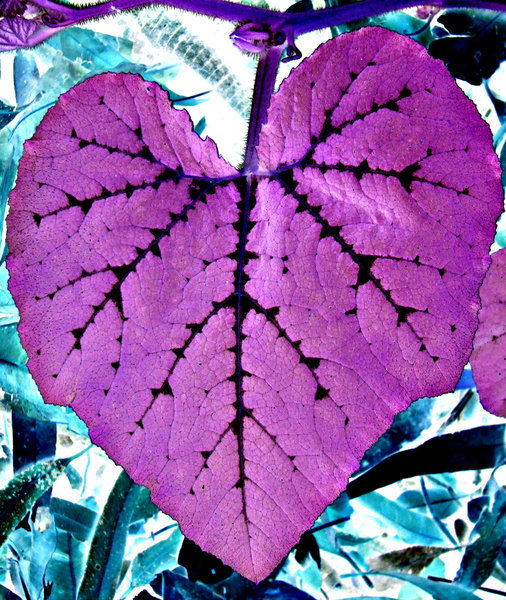 purple & blue - purple heart
