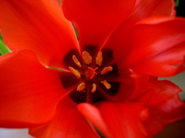 tulip 4