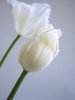 biały tulipan 3