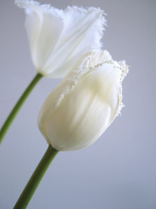 tulipán blanco 3