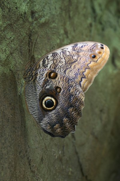 Owl butterfly: An owl butterfly (Caligo) resting on a rock face.