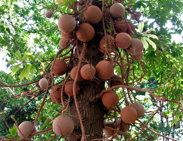 cannon ball tree fruit