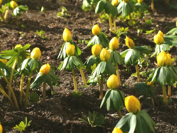 Winter Aconite: Yellow winter aconites waiting for the sun to grow up.