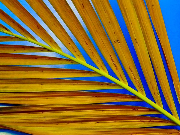 palm leaf: 