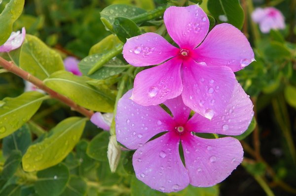 Flower after rain: 