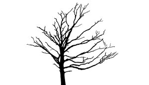 Silhouette Tree 3: no description