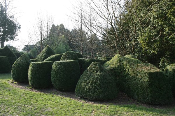 Clipped hedge