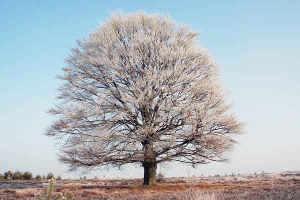árbol invierno: 