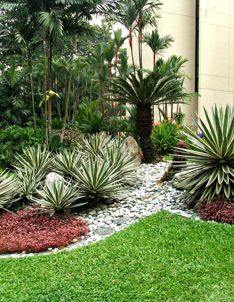 palm garden path